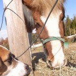 ウィルとパインで相談中