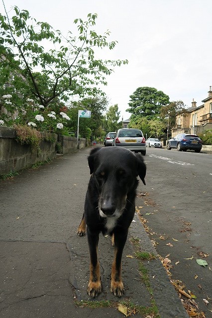 はーい黒犬ちゃん
