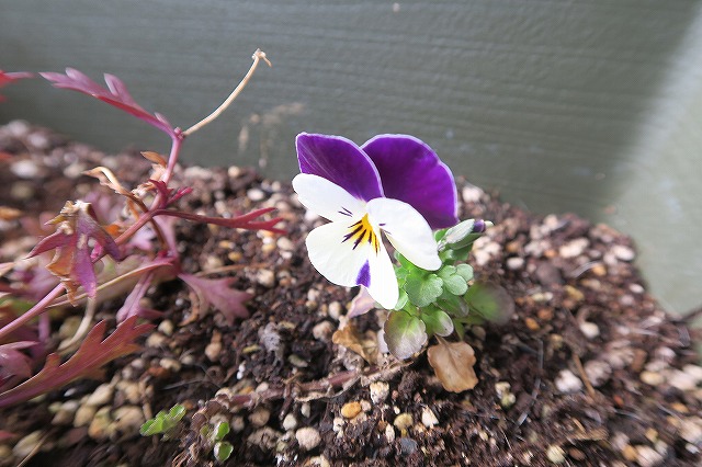 ベランダのビオラ