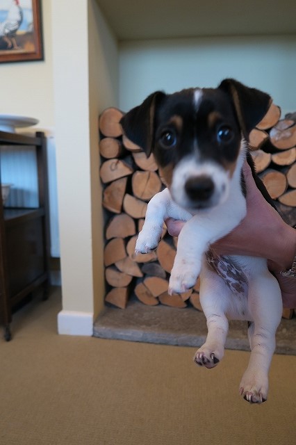 僕、ここの新入りさ