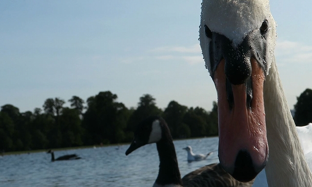 何それ、ちび犬？