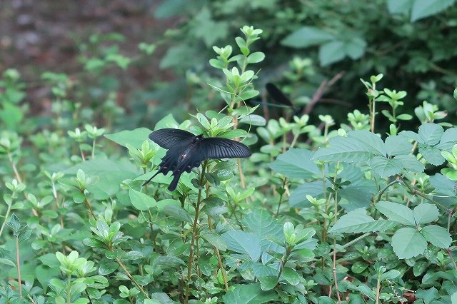 後ろにハグロトンボもいますよん
