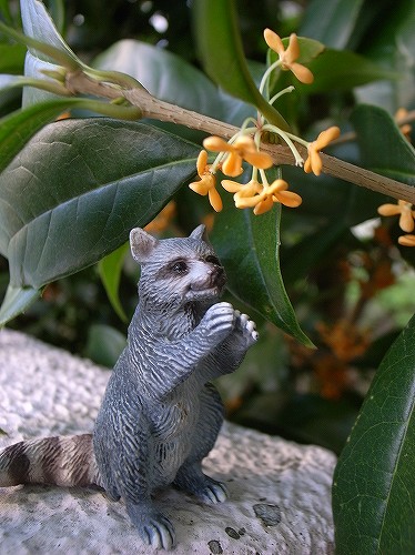 アライグマと金木犀