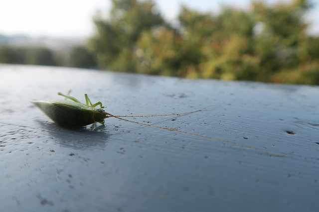 アオマツムシのメス