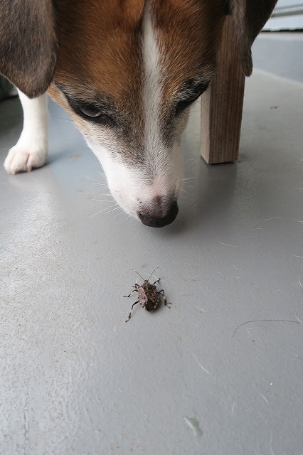 おぬし、どこへ行く?