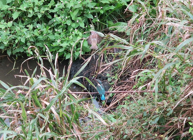 頭上にはスズメさん