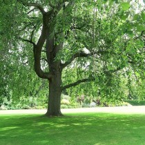 ホリールード宮殿の庭