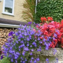 ファームスティの花