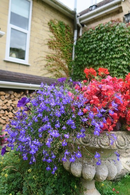 ファームスティの花