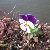 ベランダのビオラ