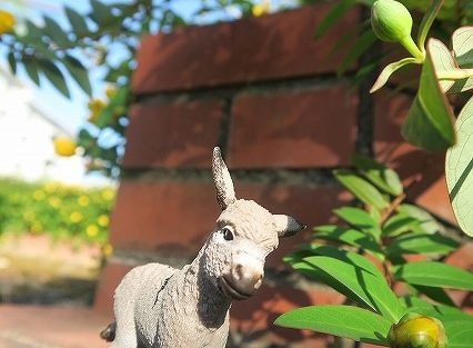 金糸梅とホトトギスの初夏